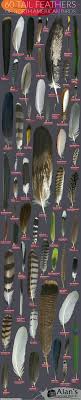 Tail Feathers Of North American Birds Lees Birdwatching