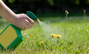 How long does roundup stay in soil? Weed Whacking Herbicide Proves Deadly To Human Cells Scientific American