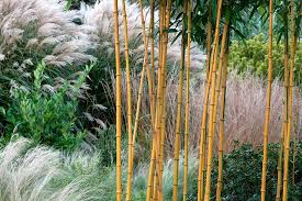 How To Grow Bamboo Rhs Gardening