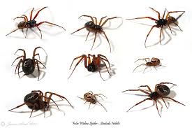 false widow spiders of the uk
