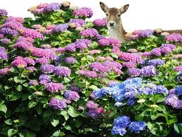They don't like the smell, but don't use that as the only means of deterring deer away from your plants. How To Stop Deer From Eating Hydrangeas Other Plants Too