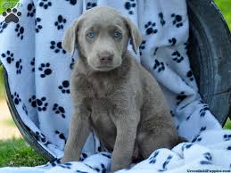 Find puppies in your area and helpful tips and info. Marvella Silver Lab Puppy For Sale In Strasburg Pa Silver Lab Puppies Lab Puppies Cute Animals