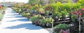 landscape plants hyannis country garden