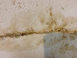 But if you do find green mold in the basement, it is likely cladosporium. How To Get Rid Of And Prevent Mold Growth On Concrete Environix