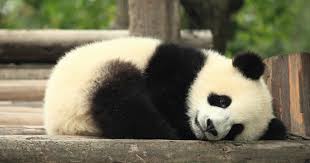 Résultat de recherche d'images pour "image de panda trop mignon"