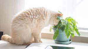 Common Plants That Are Toxic To Pets