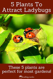 5 plants that attract ladybugs to your