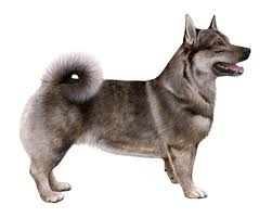 It's also free to list your available puppies and litters on our site. Swedish Vallhund Facts Wisdom Panel Dog Breeds