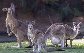 Австралия является местом обитания самых разнообразных и уникальных видов животных, птиц, рептилий и растений. Avstraliya Istoriya Priroda Zhivotnyj Mir