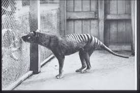 Length of the hind foot, 6 inches; Thylacine The Australian Museum