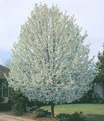 cleveland select pear garden plant