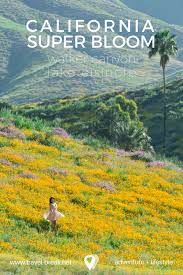 Lake elsinore wildflower fields will reopen — along with $10 weekend shuttles, new lake elsinore on tuesday march 26, 2019 issued a plan for handling weekday crowds visiting the walker canyon poppy bloom. Walker Canyon Lake Elsinore California Super Bloom Travelbreak