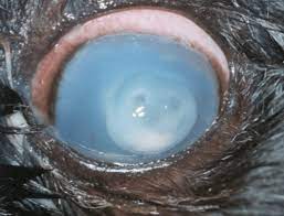 infected corneal ulceration