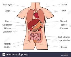 Inner Organs Chart Anatomy Diagram With Internal Organs