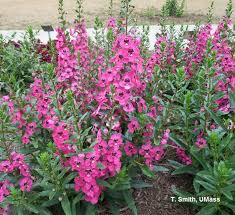 Summer temperatures just keep climbing, and it is always disappointing when our gardens just can't handle all the heat and sun. Greenhouse Floriculture Drought Tolerant Annuals And Perennials Umass Center For Agriculture Food And The Environment