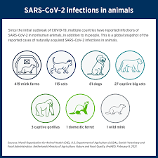 Life stages are deﬁned by both age and breed characteristics for practical purposes. Sars Cov 2 In Animals American Veterinary Medical Association