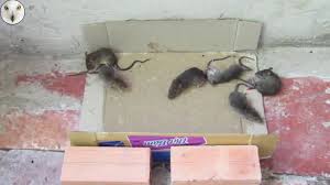 glue traps to kill rodents
