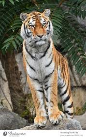 young siberian tiger