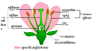 flowers and their parts functions with