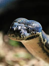 how snakes lost their legs news in