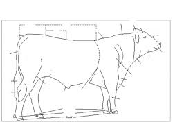 Cow External Parts Purposegames