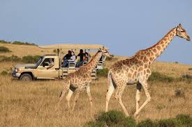Tour With Game Safari From Cape Town