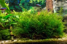 best carpeting plants for an aquarium