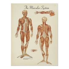 Human Muscle Anatomy Chart