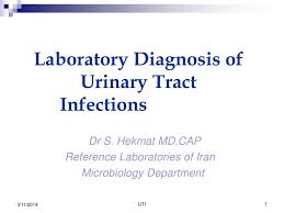 Ppt Laboratory Diagnosis Of Urinary Tract Infections Powerpoint