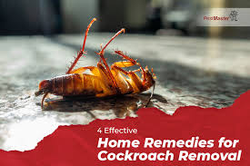of roaches effective home remes