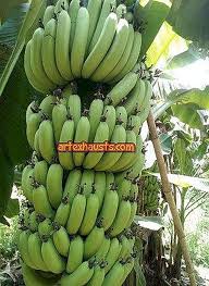 Organisasi kesehatan dunia (who) mengatakan periode inkubasi berlangsung hingga 14 hari. 10 Jenis Bananas Di Dunia Maklumat Gambar Semua Jenis Pisang