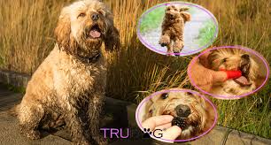 Ultimate Guide To Caring For My Cockapoo Trudog