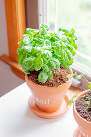 10 Indoor Herb Garden Ideas Perfect For