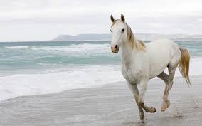 white horse wallpapers for