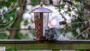 pesky rats from invading your bird feeder