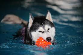 siberian husky holding toy in mouth and