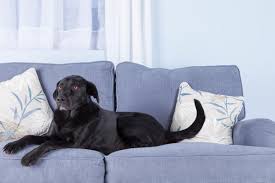9 Tips For Choosing Pet Friendly Furniture