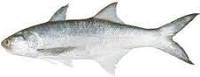 Image of threadfin fish in chinese