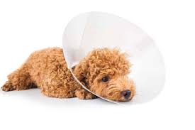 Dogs and cats must be kept indoors after surgery. Care For Your Dog After Neutering Limit Movement Use An E Collar