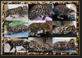 Get a bengal in cats & kittens for rehoming in ontario. Bengals Pricing Bengal Cat Price Informations Marie Bengal