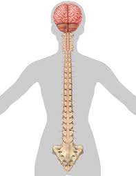 spinal cord injury levels a complete