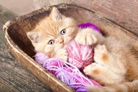 ribbons and yarn for cats
