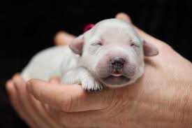 June 8, 2021, 8:30 am. 583 Newborn Golden Retriever Puppy Photos Free Royalty Free Stock Photos From Dreamstime