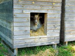goat housing construction