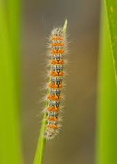 Caterpillars Of Ontario Inaturalist