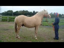 Is Your Horse The Right Weight World Horse Welfare