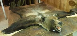 taxidermy alaskan brown bear rugs for