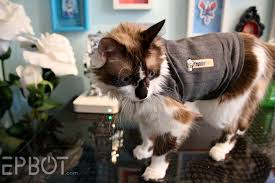 Cotton fabric helps the wound to heal safely. Epbot Quick Easy Diy Cat Onesie For Over Grooming Kitties
