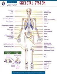 Skeletal System Rea Quick Access Reference Chart Health