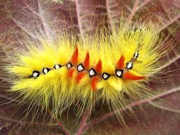Image result for Isochaetes Beutenmuelleri and its moth form